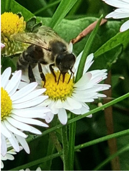 Bee on Flower