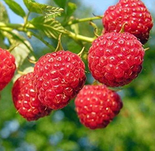 Raspberry